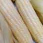10 PCS Fruits and Vegetables Silver Glutinous Corn Seed White Waxy Corn Seeds