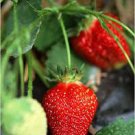 200 PCS Imported Japanese Red Climbing Strawberry Seeds