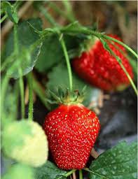 200 PCS Imported Japanese Red Climbing Strawberry Seeds