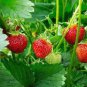 200 PCS Imported Japanese Red Climbing Strawberry Seeds