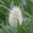 100 PCS Genuine Lagurus Ovatus Bunny Hare's Tails Grass Seeds