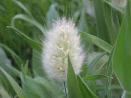 100 PCS Genuine Lagurus Ovatus Bunny Hare's Tails Grass Seeds