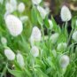 100 PCS Genuine Lagurus Ovatus Bunny Hare's Tails Grass Seeds