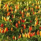 30 PCS Organically Grown Angkor Sunrise Hot Pepper Seeds