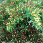 30 PCS Organically Grown Angkor Sunrise Hot Pepper Seeds