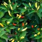 30 PCS Organically Grown Angkor Sunrise Hot Pepper Seeds