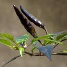30 PCS Rare Super Black Hot Chili Pepper Seeds 30 PCS Rare Super Black Hot Chili Pepper Seeds