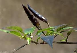 30 PCS Rare Super Black Hot Chili Pepper Seeds