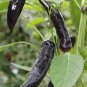 30 PCS Rare Super Black Hot Chili Pepper Seeds