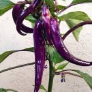 20 PCS Hot Purple Chilli Pepper Cayenne Seeds