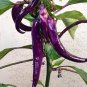 20 PCS Hot Purple Chilli Pepper Cayenne Seeds
