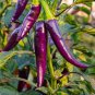 20 PCS Hot Purple Chilli Pepper Cayenne Seeds
