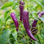 20 PCS Hot Purple Chilli Pepper Cayenne Seeds