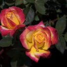 50 PCS Red Spot Yellow Rose Flower Seeds