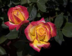 50 PCS Red Spot Yellow Rose Flower Seeds
