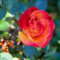 50 PCS Red Spot Yellow Rose Flower Seeds