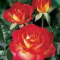 50 PCS Red Spot Yellow Rose Flower Seeds