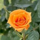 50 PCS Red Stripe Orange Rose Flower Seeds