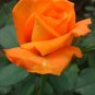 50 PCS Red Stripe Orange Rose Flower Seeds