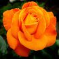 50 PCS Red Stripe Orange Rose Flower Seeds
