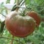 100 PCS Rare Russian Brown Cherry Tomato Hybrid Fruits Seeds