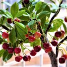 6 PCS Heirloom Red Middle Sweet Cherry Fruits Seeds 6 PCS Heirloom Red Middle Sweet Cherry Fruits Seeds