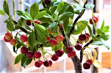 6 PCS Heirloom Red Middle Sweet Cherry Fruits Seeds