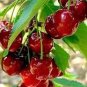 6 PCS Heirloom Red Middle Sweet Cherry Fruits Seeds