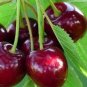 6 PCS Heirloom Red Middle Sweet Cherry Fruits Seeds
