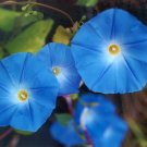 10 PCS 'Blue Fans' Blue White Morning Glory Seeds