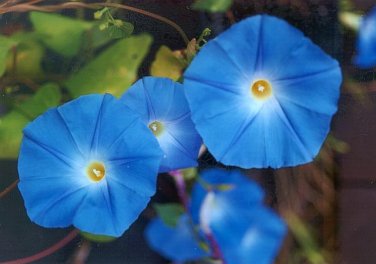 10 PCS 'Blue Fans' Blue White Morning Glory Seeds