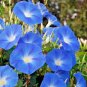 10 PCS 'Blue Fans' Blue White Morning Glory Seeds