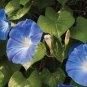 10 PCS 'Blue Fans' Blue White Morning Glory Seeds