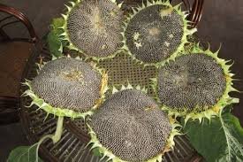 20 PCS Mongolian Giant Sunflower Seeds