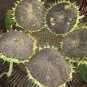 20 PCS Mongolian Giant Sunflower Seeds