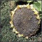 20 PCS Mongolian Giant Sunflower Seeds