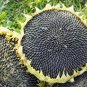 20 PCS Mongolian Giant Sunflower Seeds