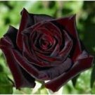 50 PCS Rare Amazingly Beautiful Black Rose Flower with Red Edge Seedling Seeds