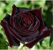 50 PCS Rare Amazingly Beautiful Black Rose Flower with Red Edge Seedling Seeds