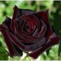 50 PCS Rare Amazingly Beautiful Black Rose Flower with Red Edge Seedling Seeds