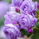 100 PCS Rare Purple Climbing Rose Seeds