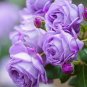 100 PCS Rare Purple Climbing Rose Seeds