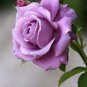 100 PCS Rare Purple Climbing Rose Seeds