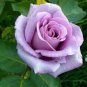 100 PCS Rare Purple Climbing Rose Seeds
