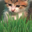 50 PCS Sussex grown sweet Oat Grass seeds for Cats and other Pets Seeds 50 PCS Sussex grown sweet Oat Grass seeds for Cats and other Pets Seeds