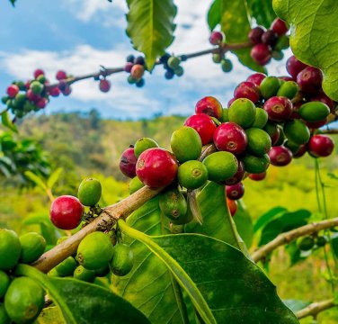 10 PCS Heirloom Colorful Coffee Bean Seeds