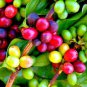 10 PCS Heirloom Colorful Coffee Bean Seeds