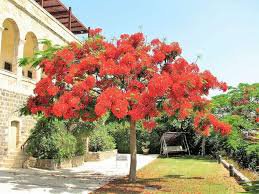 10 PCS Heirloom Delonix Regia Red Flame Tree seeds