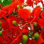 10 PCS Heirloom Delonix Regia Red Flame Tree seeds