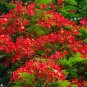 10 PCS Heirloom Delonix Regia Red Flame Tree seeds